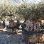 Dicke alte Olivenbäume