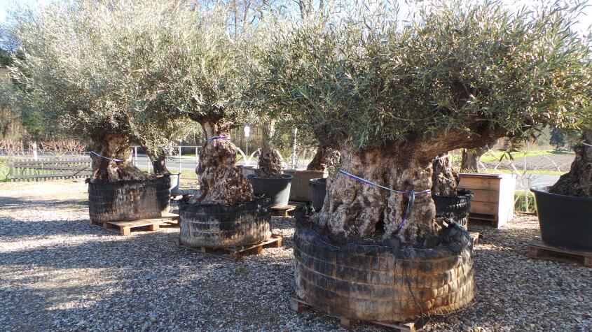 Alte Olivenbäume