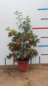 Kumquat das Geschmachserlebnis