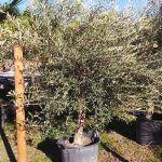 Olivenbaum jung