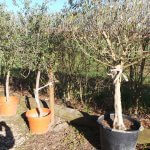 Olivenbäume Sonderpreis