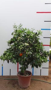 Orangenbaum im c 30 Topf