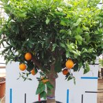 Orangenbaum groß
