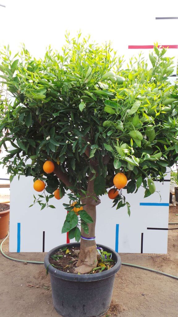 Orangenbaum mit Stammumfang 30-40 cm