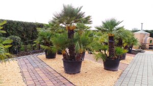 Chamaerops humilis zum festen Pflanzen