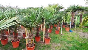 Mediterrane Palmen für jedes Gartenambiente Von 10-180cm Stamm