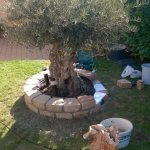 Olivenbäume mit winterschutz fest gepflanzt (2)